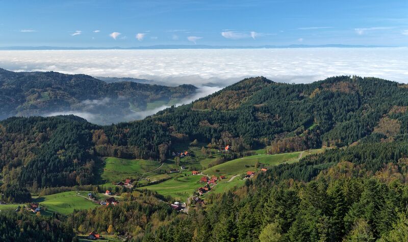 Black Forest